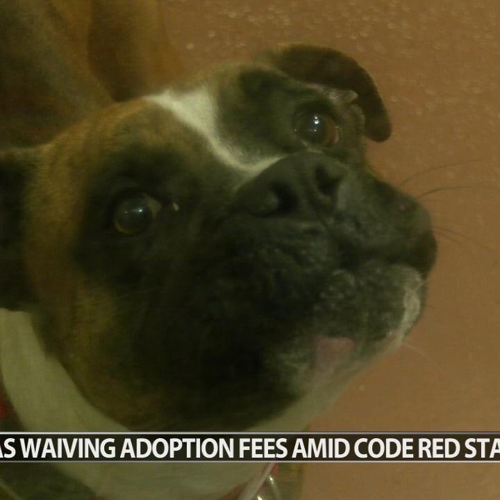 LMAS waiving adoption fees as shelter nears capacity
